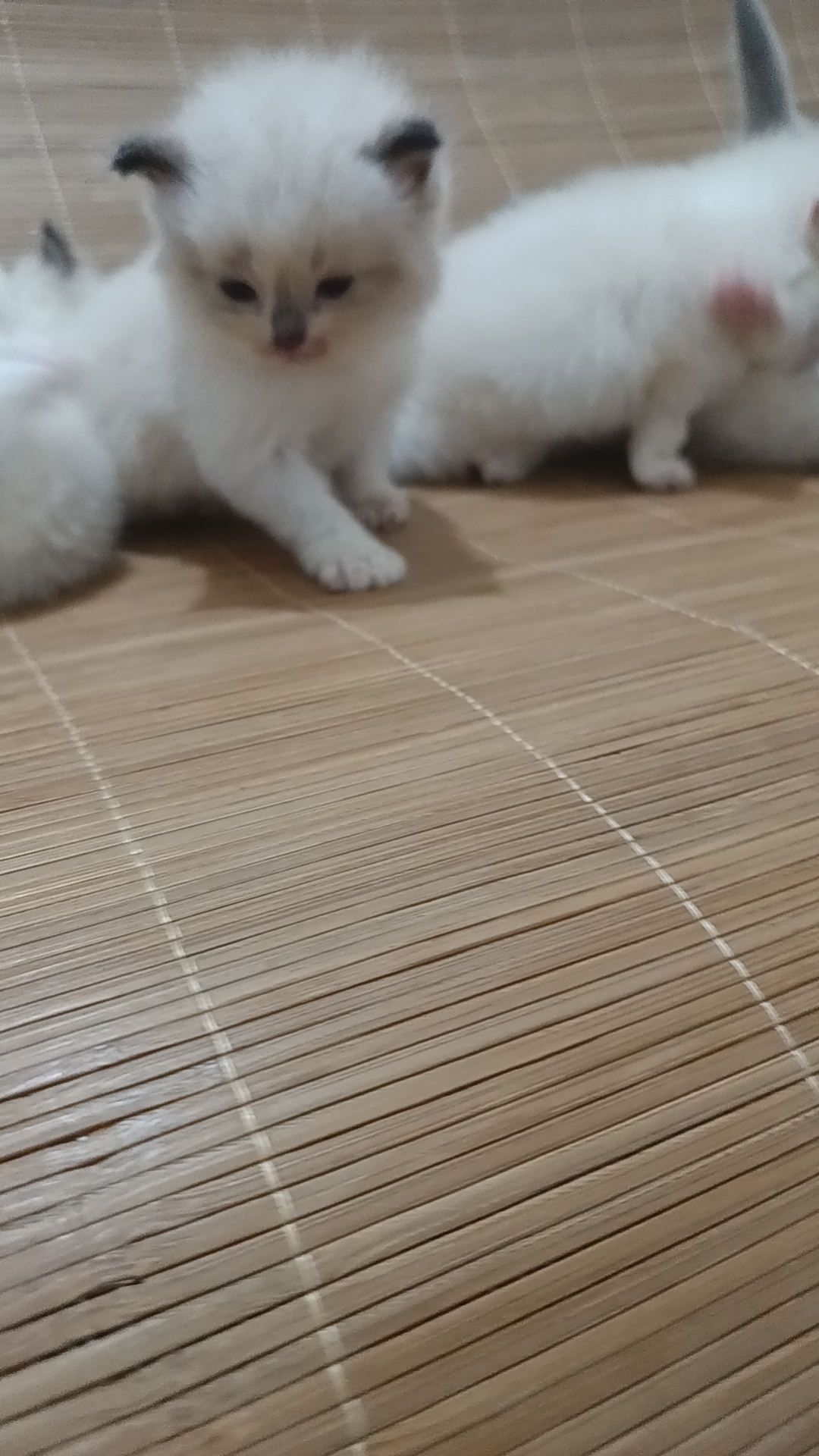 精品蓝双布偶猫咪